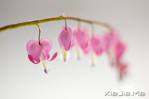 只有知足感恩，才能笑对人生 (5)